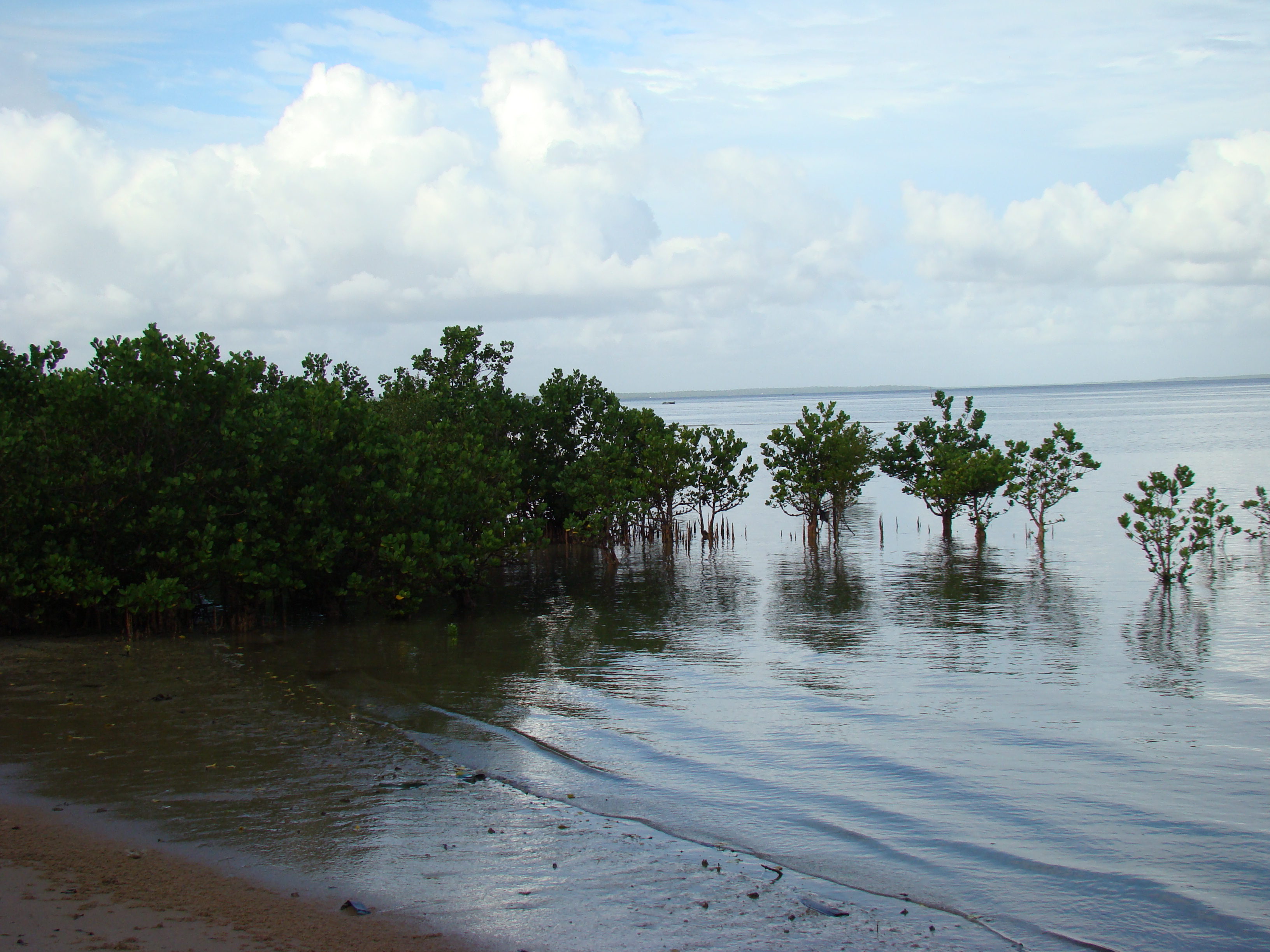 Inhambane  22 05 2010 A Maherry CSIRDSC04061