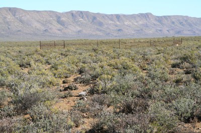 Tierberg Mammal Exclosures