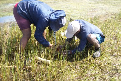 Influence of sedimentological and hydrological processes on the distribution of salt marshes in the Keurbooms Estuary, Western Cape